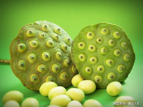 以种子为喻，聆听生命的哲理——重温那些经典致远的话语
