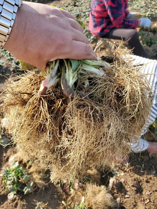 白玉藏珍 探寻白草莓苗的引种之道与栽培指南